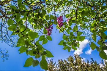 Lilac tree flowers in early stage of blooming seen upwards against blue sky