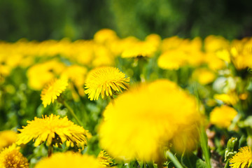 Field of bright yellow dandelions in spring