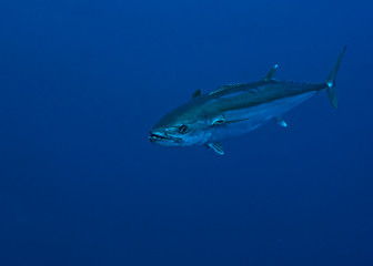 Dogtooth Tuna in Tubbataha. The Tubbataha Reef Marine Park is UNESCO World Heritage Site in the middle of Sulu Sea, Philippines.