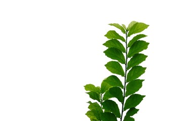 Top view Hakka tea plant leaves with branches on white isolated background for green foliage backdrop 