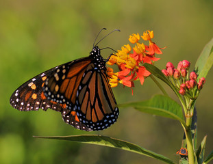 Butterfly on a flower in south Florida