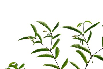 Flower plant with leaves on white isolated background for green foliage backdrop 