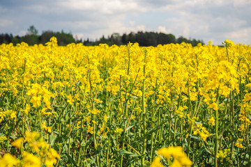 Field of bright yellow rapeseed in spring