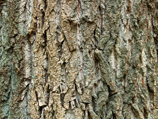 tree bark close up texture background