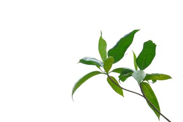 A twig of tree leaves top view on white isolated background for green foliage backdrop 