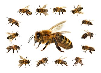 bee or honeybee isolated on the white background