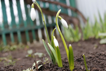 snowdrops