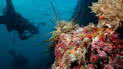 Fototapeta na wymiar Diver and a reef in Tubbataha. The Tubbataha Reef Marine Park is UNESCO World Heritage Site in the middle of Sulu Sea, Philippines.