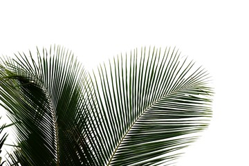 Coconut leaves on white isolated background for green foliage backdrop 