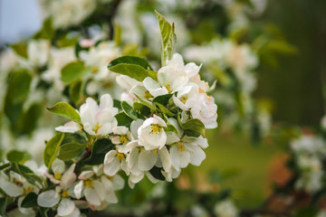 Beautiful cherry blossoms blooming on a spring day