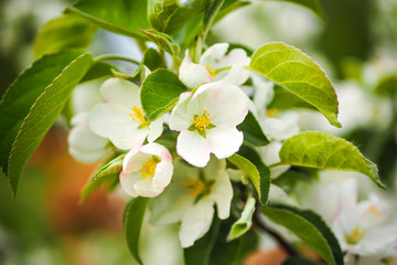 Obraz premium Beautiful cherry blossoms blooming on a spring day