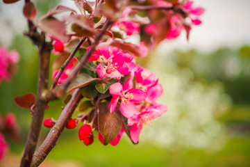 Beautiful pink cherry blossoms blooming on a spring day