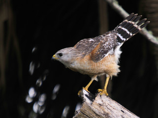 Red Shoulder Hawk in the south Florida wetlands