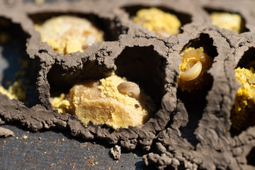Fototapeta premium Mason Bee larvae (Osmia lignaria) developing in their mud nest cells, eating pollen