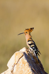 Cute colorful bird. Yellow nature background. Bird: Eurasian Hoopoe. Upupa epops.