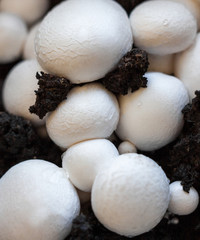 Button mushrooms in the ground