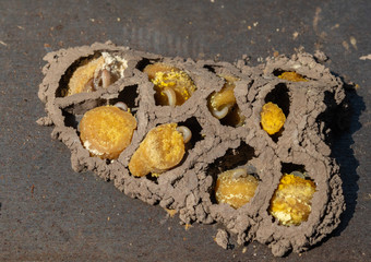 Mason Bee larvae (Osmia lignaria) developing in their mud nest cells, eating pollen 