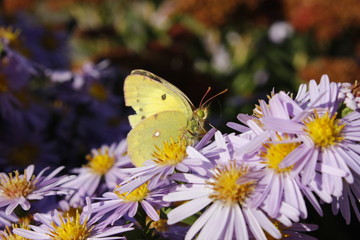 Butterfly,  flowers