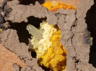 Mason Bee egg in a mud nest cell, with pollen (Osmia lignaria)