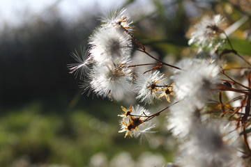 Nature, flowers, sun