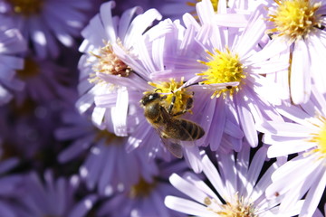 Bee , flowers