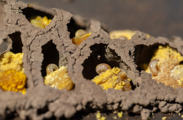 Mason Bee larvae (Osmia lignaria) in their mud nest cells, eating pollen loaves