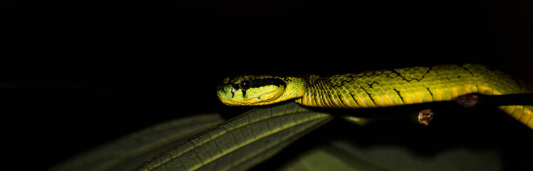 green caterpillar on leaf