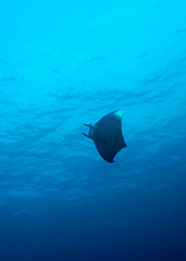 Mobula Ray Silhouette in Tubbataha. The Tubbataha Reef Marine Park is UNESCO World Heritage Site in the middle of Sulu Sea, Philippines.