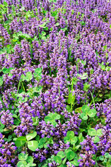 Spring flowers growth