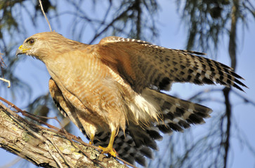 Red Shoulder Hawk in the south Florida wetlands
