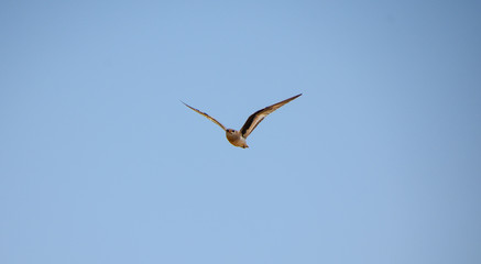 Fototapeta premium little ringed plover