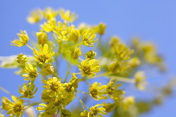 Flowers of the maple tree
