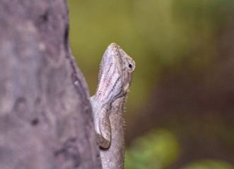 the Scaly Beauty Oriental Garden Lizard