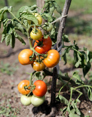 ripening tomatoes growing in the garden