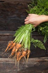 Hand holding a bunch of freshly dug carrots