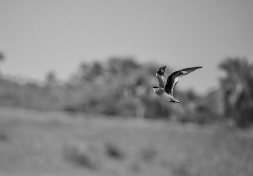 Little Ringed Plover