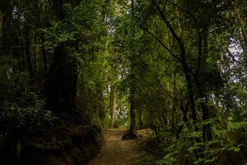 bosque sur de chile