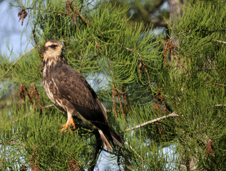 The Snail Kite in the south Florida wetlands