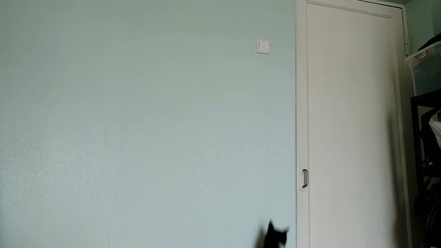 Black cat jumps on the wall behind the laser pointer - funny pet jumps high slow motion
