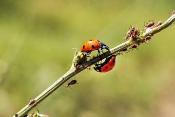 pair of ladybugs on a branch with aphids