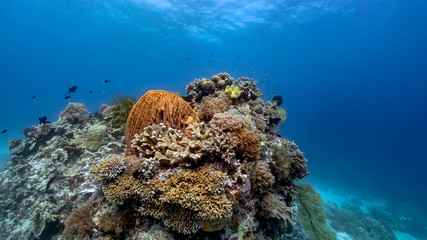 Fototapeta na wymiar Reefs are pristine in Tubbataha. The Tubbataha Reef Marine Park is UNESCO World Heritage Site in the middle of Sulu Sea, Philippines.