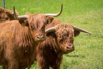 Schottische Hochland Rinder auf der grünen Weide