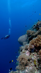Diver and a reef in Tubbataha. The Tubbataha Reef Marine Park is UNESCO World Heritage Site in the middle of Sulu Sea, Philippines.