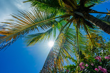 Fototapeta na wymiar Exotic tropical palm trees at summer