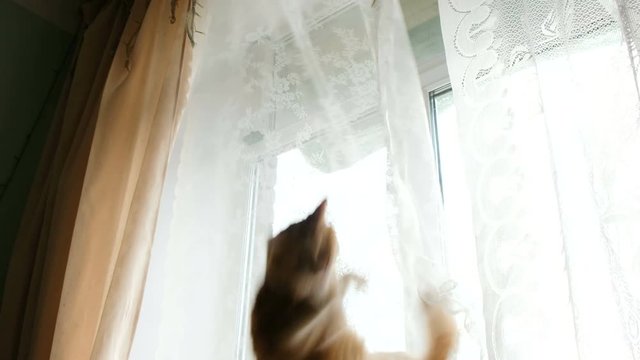 Ginger cat hung on the curtains and falls down