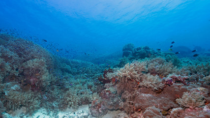Naklejka na ściany i meble Reefs are pristine in Tubbataha. The Tubbataha Reef Marine Park is UNESCO World Heritage Site in the middle of Sulu Sea, Philippines.