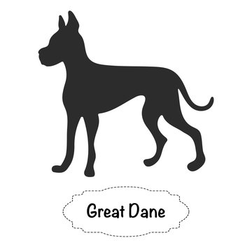 Vector isolated silhouette of Great Dane dog on white background.