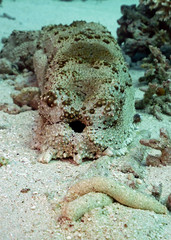 Sea Cucumbers are the cleaning crew of a reef. The Tubbataha Reef Marine Park is UNESCO World Heritage Site in the middle of Sulu Sea, Philippines.