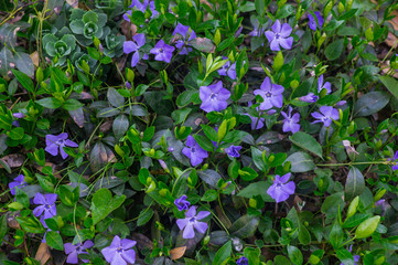 Blue periwinkle plant with flowers. Blue spring flowers.