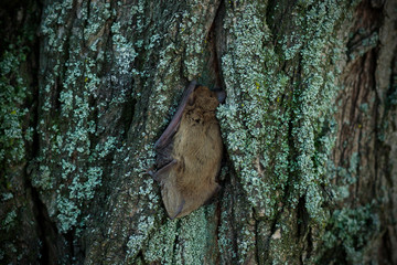 bat crawling on tree bark